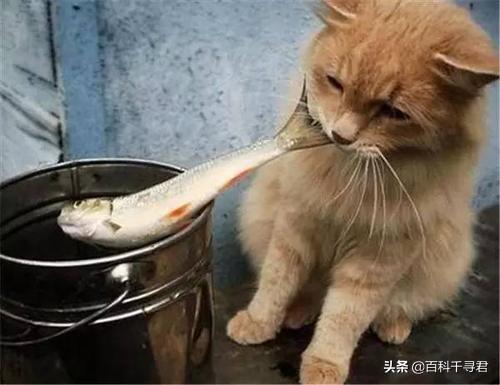 猫吃鱼:猫在陆地鱼在水里，猫为啥喜欢吃鱼？