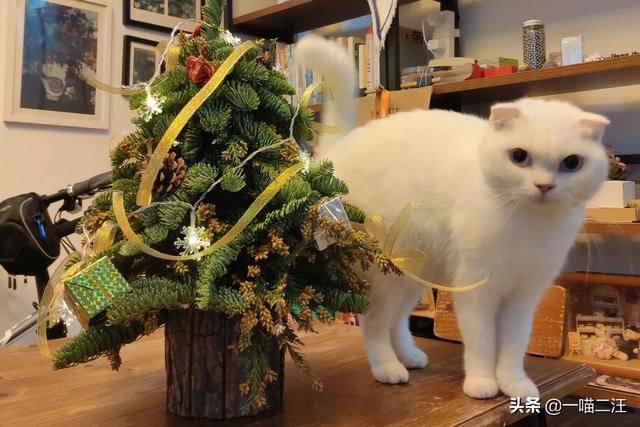 折耳猫图片:你们有没有养折耳猫的？养了几年了，现在健康状况怎么样？ 折耳猫图片及价格