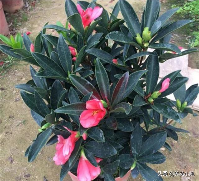 四季杜鹃花夏天怎么养:杜鹃花多久开一次花？花期会受外界因素影响吗？