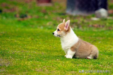 柯基犬幼犬:柯基狗为什么在进化中没死掉？