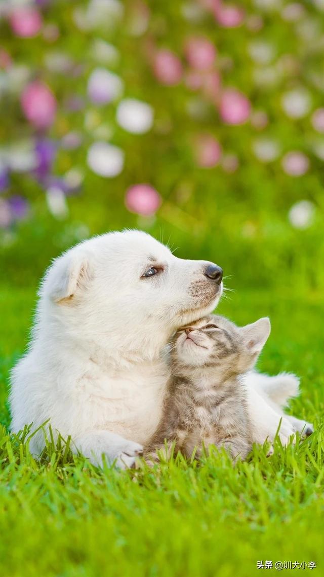 头条问答 六个同学暴打班里一留守儿童好几次 老师用教鞭把这六个学生狠狠地教育了一顿 老师的行为对吗 小李犬笑屋的回答 0赞