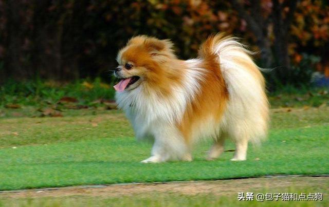 纯种博美犬好养吗:博美狗狗的饲养难度高吗？