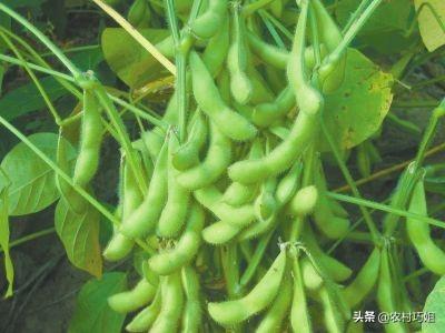 豆子从豆荚里跳出来视频:黄豆苗长不齐长不直是怎么回事？