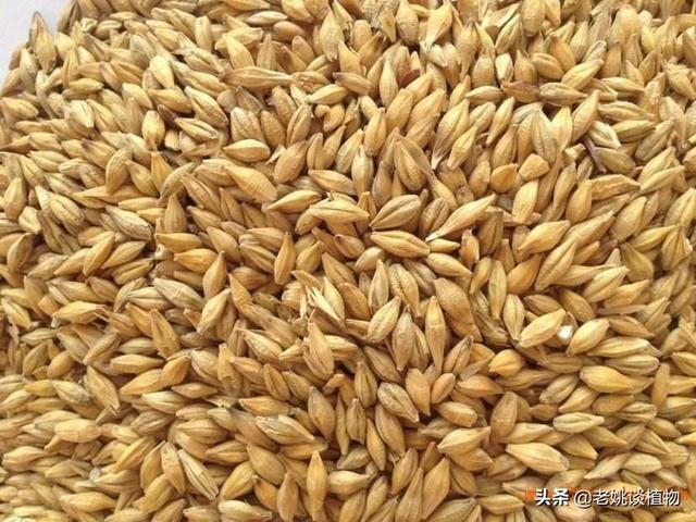 中国最好的小麦是哪里，中国的小麦主产区都有那些地方？