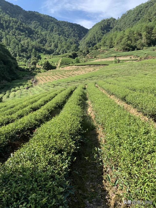 不在高山上就种不出好茶吗，茶树上结的茶籽能拿去播种新茶吗跟扦插苗的区别有哪些