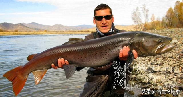 喀纳斯湖巨型哲罗鲑死了，喀纳斯湖大红鱼捕捞不住吗具体如何