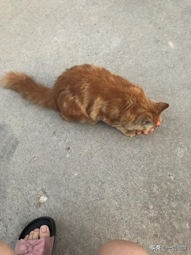 怎么判断自己家猫品种:怎么看猫咪是流浪猫还是家养猫？