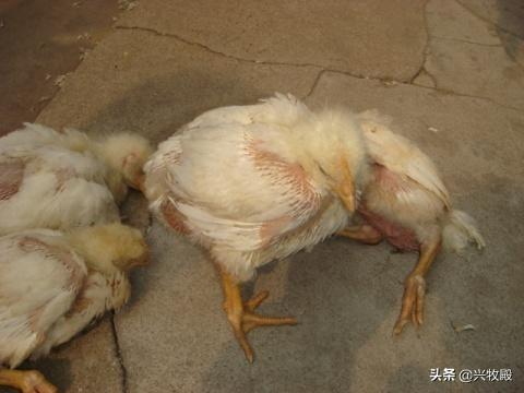 脑脊髓炎:脑脊髓炎怎么治疗 小鸡头只会且一直扭朝一个方向，什么病？