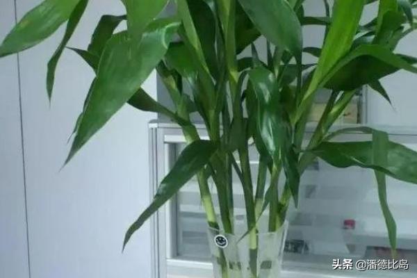 富贵竹图片怎么养:富贵竹怎样养才能生根不黄叶？