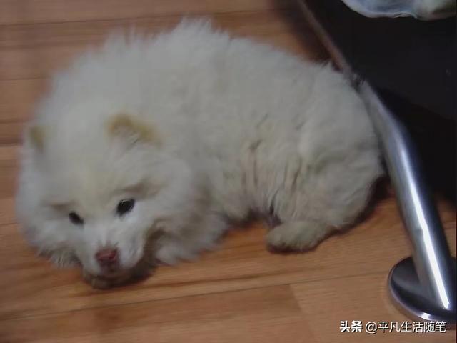 捡到流浪贵宾犬好养吗:捡到一只小狗，不知道是流浪狗还是走丢的，能打针么？