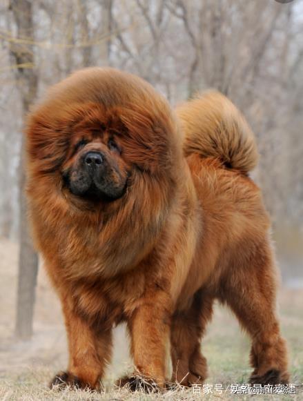 中国冠毛犬价格:藏獒的种类有多少种？哪种最值钱？