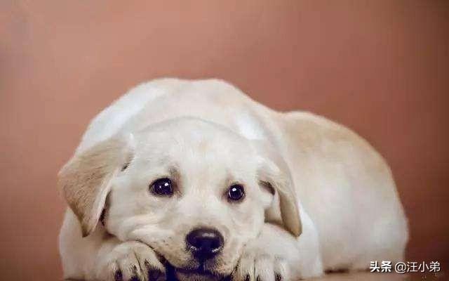 罗威纳犬复仇评价:天生牙为何要向丛云牙和铁碎牙复仇？