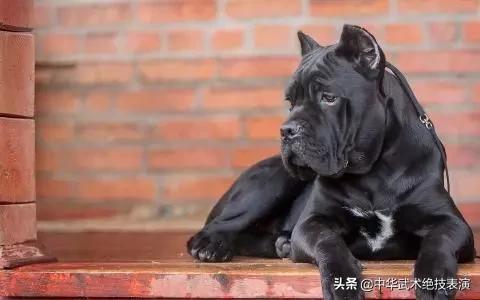 谁才是家庭最好的护卫犬:哪些中大型护卫犬服从性最强？ 家庭护卫犬哪种最好