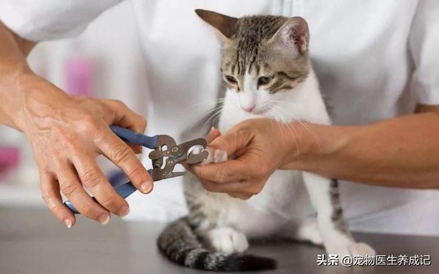 猫的训练:猫的训练方法如下 不打猫，怎么样才能让猫变乖？