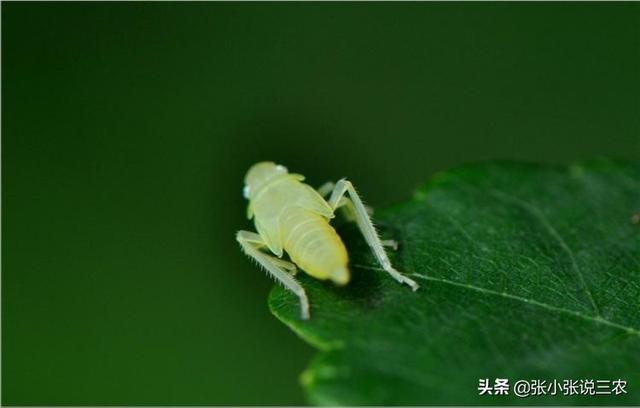 跗猴有毒吗:农村捉知了猴不小心被知了猴嘴巴扎破手指，会中毒身亡吗？