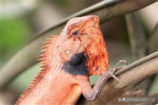 宠物蜥蜴价格及图片:4种适合新手饲养的宠物蜥蜴？