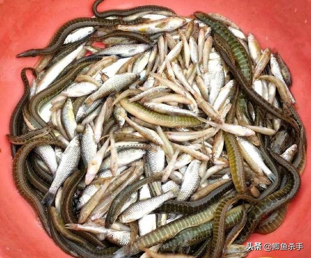 农村一种淡水鱼刀鳅鱼,背上带刺,市场卖60元一斤,为何少有农民养殖？