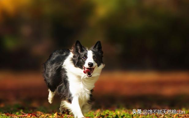 英国纯种可卡犬图片:英国可卡犬1只大概多少RMB？