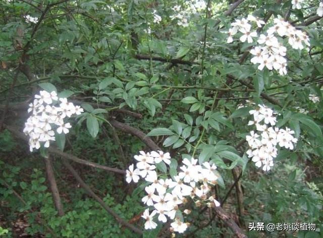 头条问答 山木香几月移植与嫁接好 6个回答