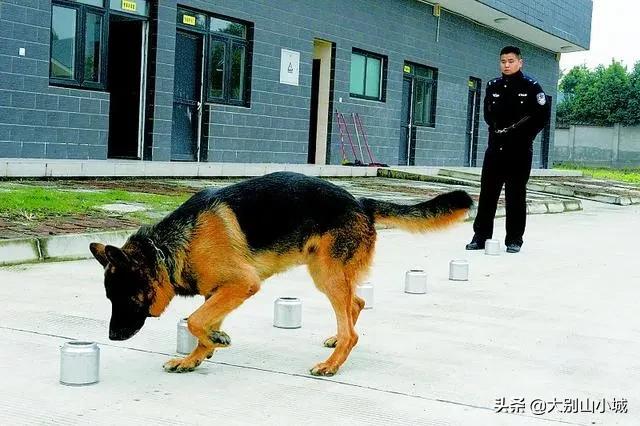 报告狗班长被咬:作为一名警察，被警犬咬过是一种什么样的体验？