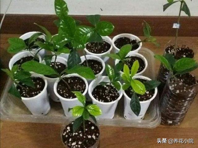 栀子花怎么扦插,当年扦插的栀子花，能开花吗？