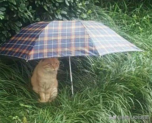 关于流浪狗和流浪猫感悟:大雨时，马路上积水成河，流浪的猫和狗是怎么生存下去的？