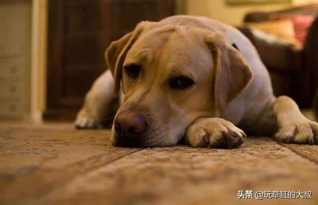 宠物安乐死:狗狗安乐死可以用胰岛素吗？ 宠物安乐死多少钱一针