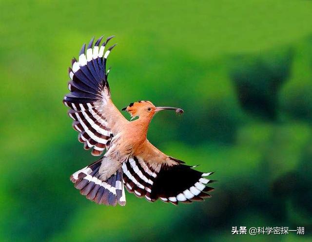 天下奇闻异事怪事一猫，在农村，戴胜鸟又被称为“棺材鸟”，为何它们身上总是臭臭的