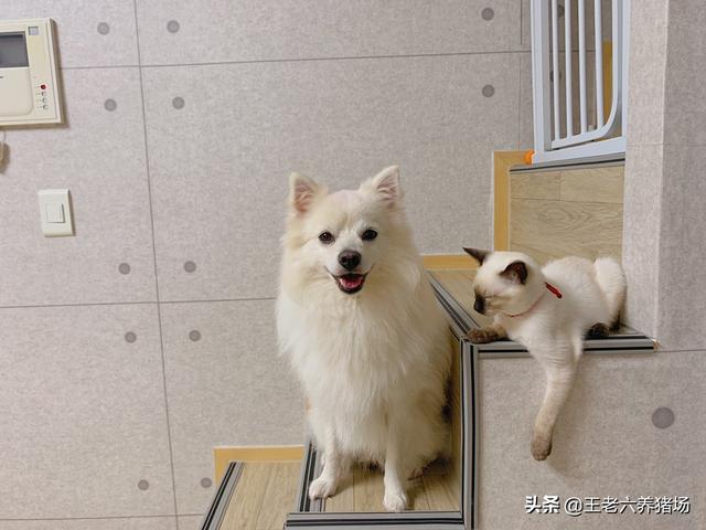 我的狗朋友是猫:如果把小猫和小狗养在一起，它们会成为好朋友吗？
