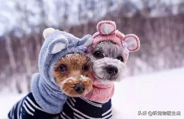 2020狗消化系统常见疾病:宠物医院哪种犬病比较常见？