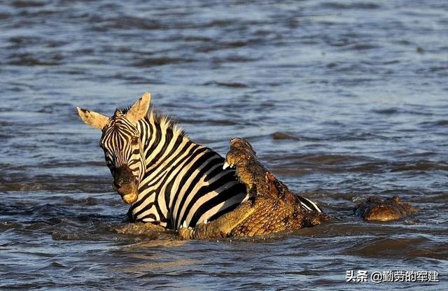为什么人要每天进食,而鲨鱼和老虎极限情况下可以一餐抵一月?