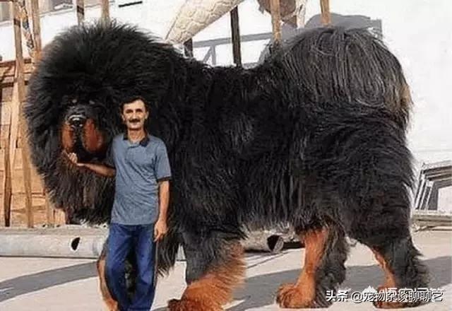 魅力科学 藏獒传奇:藏獒在我国有多少年的历史？为什么？