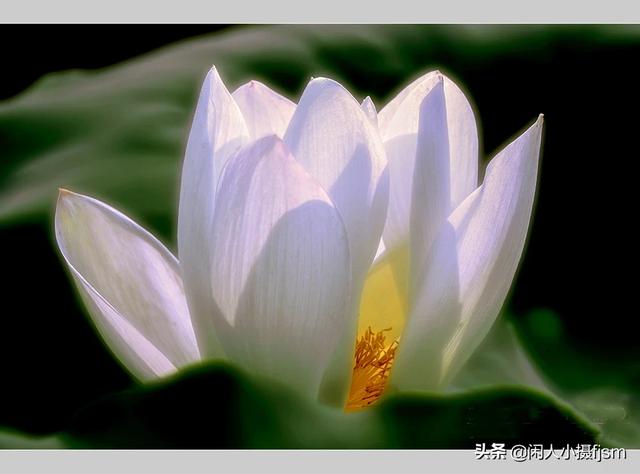 透红小丑 颜色:一朵花如何摄影出白里透红的效果？