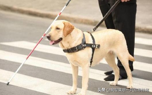 导盲犬珍妮和陈燕:导盲犬与主人坐公交被拒，委屈的被骂哭了是怎么回事？你怎么看？