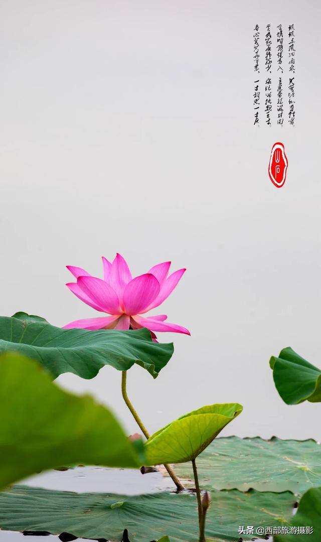 西施美容:秀色掩今古，荷花羞玉颜。如何拍摄出其意境美感？