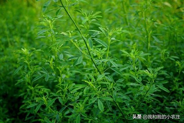 牧草种植:牧草王应该如何种植管理？