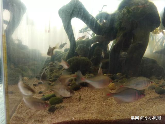 澳洲彩虹鱼发色:冷水鱼有什么好养一点的，除水藻鱼有什么推荐？