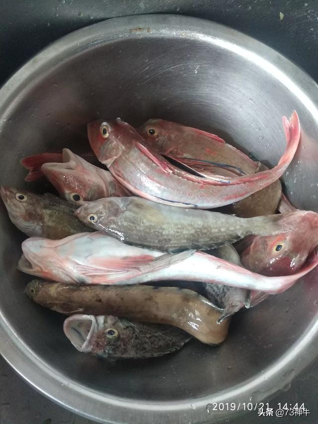 红尾鲶吃塑料:在街边买的鱼，吃起来有一股煤油的味道，这是为什么？还能吃吗？