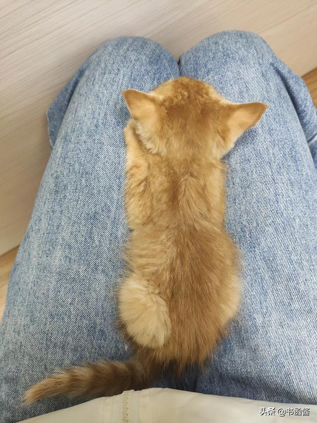 可爱小猫咪图片:你喜欢拍猫吗你拍的最可爱的猫是什么样的呢？