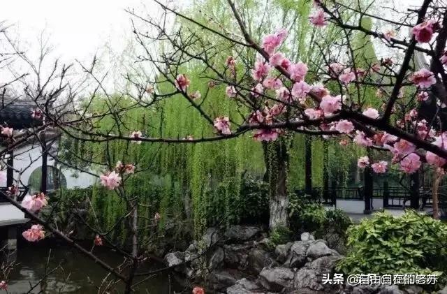 萧红的生平:你为什么喜欢东北作家萧红？