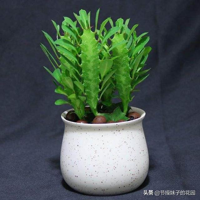 巴西龙骨怎么修剪:龙骨该如何剪枝，该怎样栽培？