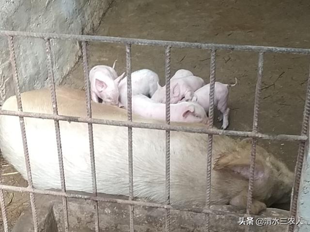 犬饲先生养狗记百度影音:过去农村鸡鸭鹅遍地走，为何现在一些农村不养鹅了？ 犬饲先生养狗记电影