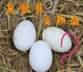 吃鹅蛋可以去胎毒吗，怀孕快7个月了，吃些什么可以去胎毒呢