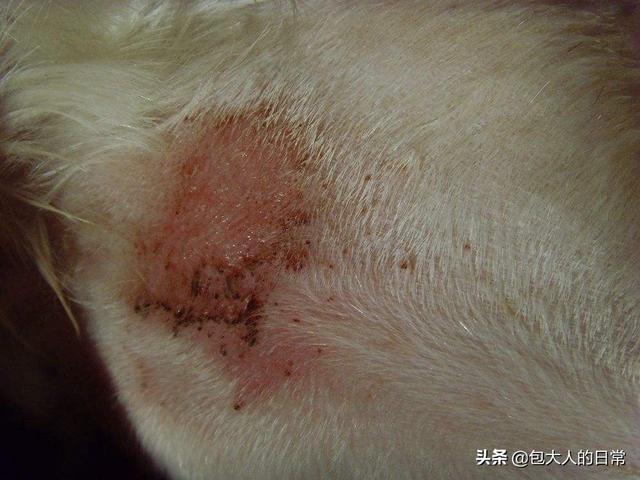 狗狗真菌性皮肤病治疗方法:法国斗牛犬皮肤病用什么药？ 狗狗真菌性皮肤病怎么治