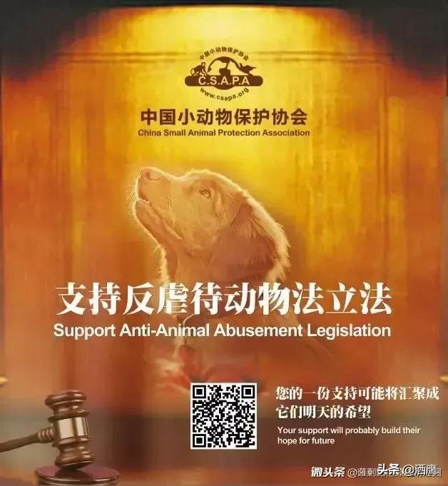 吹替宠物的秘密生活:怎么拯救一个虐待动物的人？