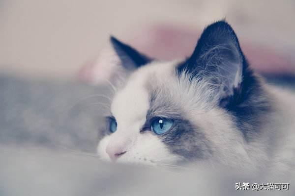 猫的特点:有多少跟我一样喜欢猫咪的，你喜欢猫咪什么特质？ 猫的特点描写
