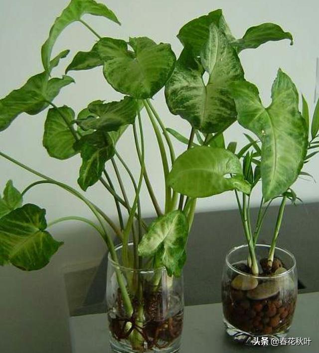 头条问答 合果芋 四季常绿 盆栽要如何管理呢 春花秋叶的回答 0赞