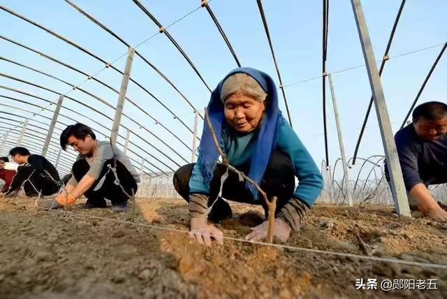 南方葡萄种植技术大全:甜蜜蓝宝石葡萄种植条件蓝宝石葡萄南方能种活吗？