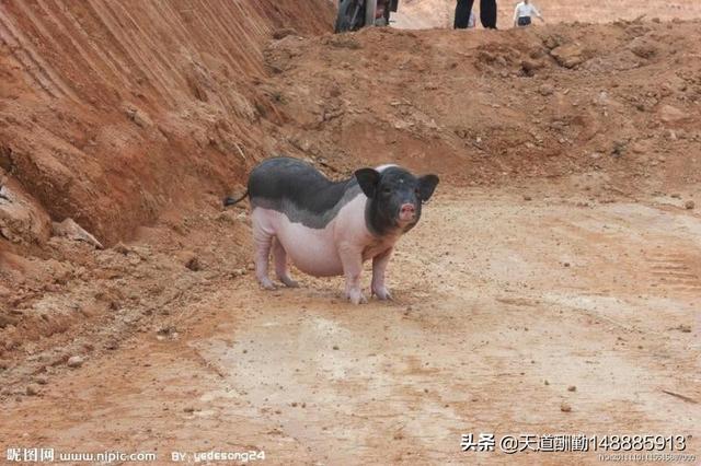大肚猪:猪什么时候能成为大众认知的陪伴宠物你怎么看
