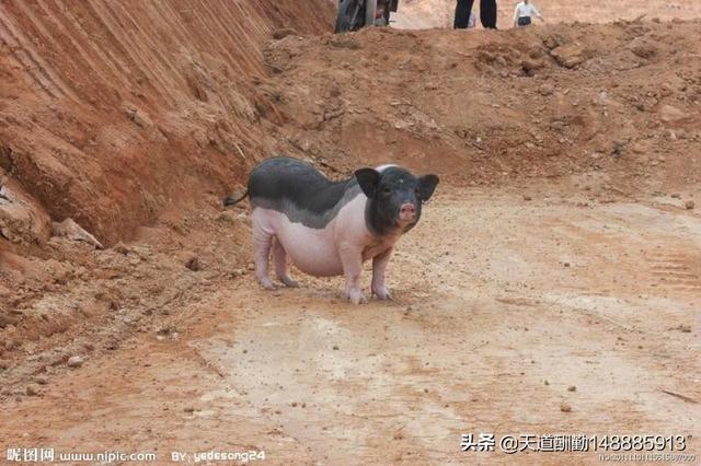 宠物猪都要什么品种:在猪年，你想需要什么猪宠物或猪毛绒品？